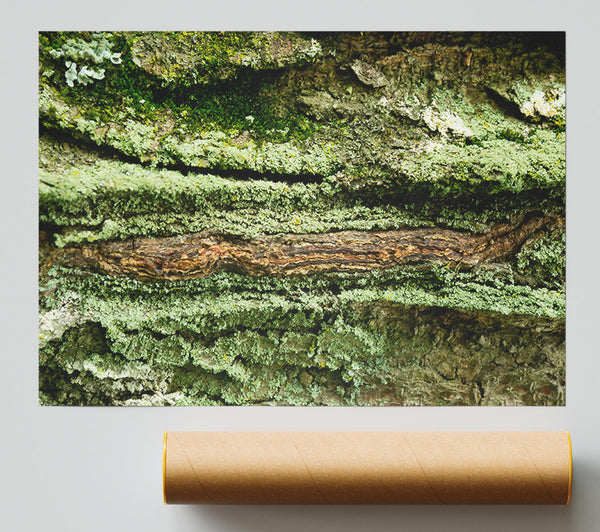 Green Bark Texture