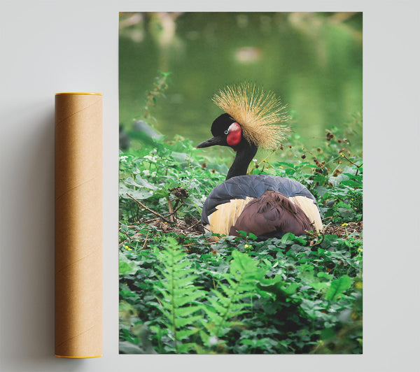 Black Crowned Crane Nest