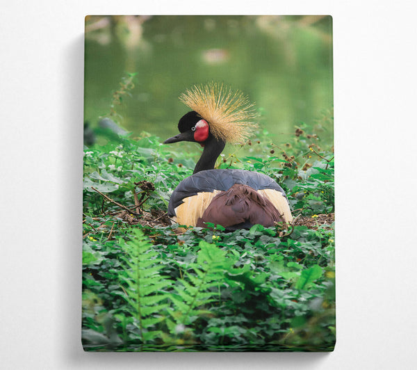 Black Crowned Crane Nest