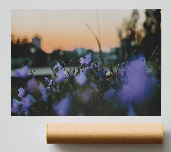 Purple Sunset Blooms