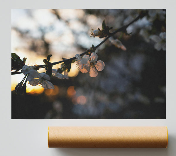 Golden Hour Blossoms