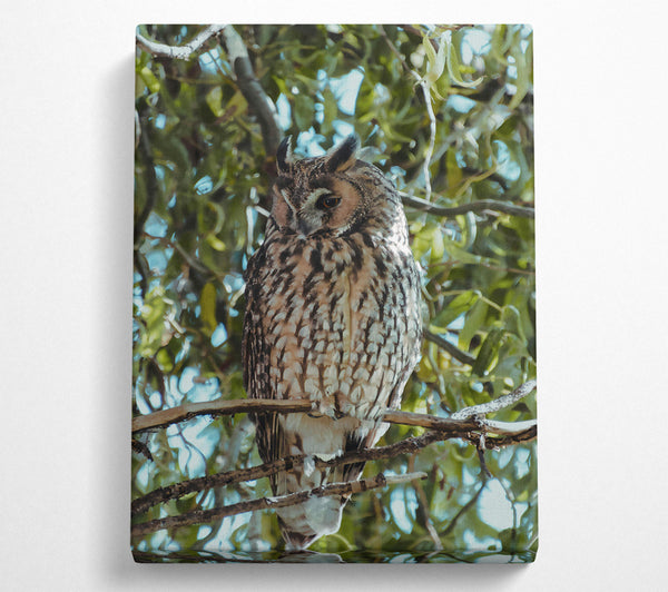 Brown Owl In Green