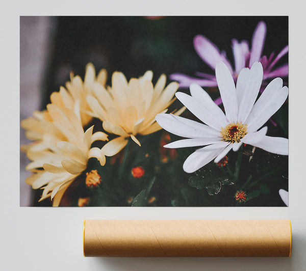 White Bloom In Yellow Light