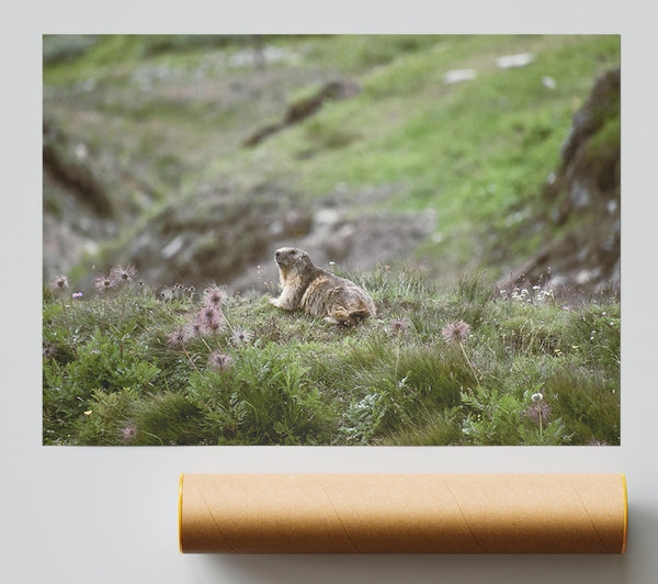 Green Meadow Marmot