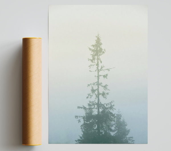 Pale Green Foggy Pine