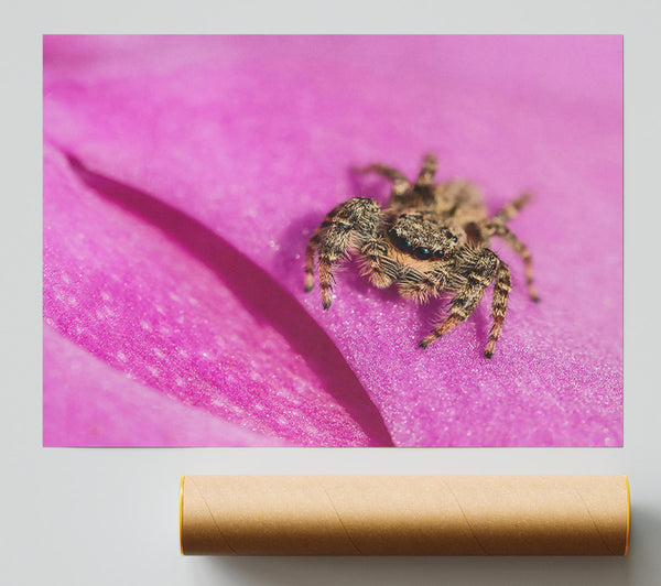 Pink Petal Hunter