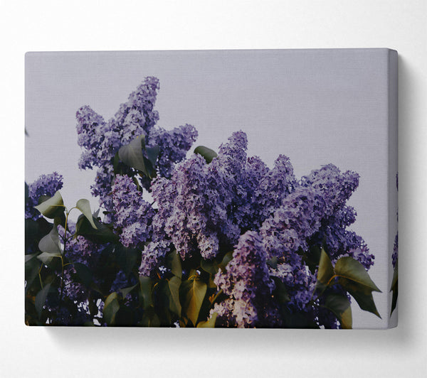 Purple Lilac Bloom