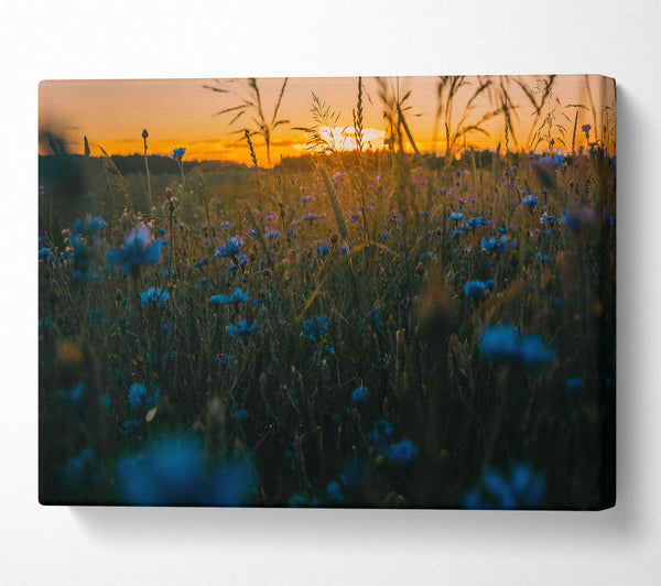 Blue Sunset Field