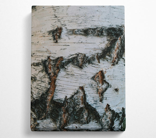 White Birch Bark Texture