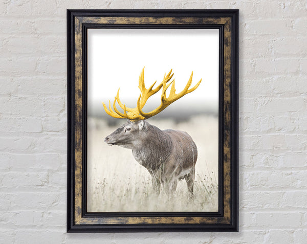 Gold Stag Looking