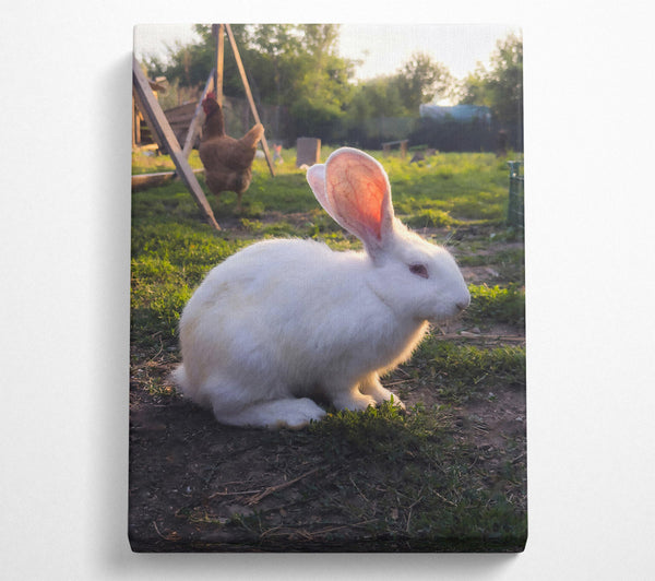 White Bunny Sunset