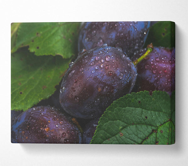 Purple Dewy Plums