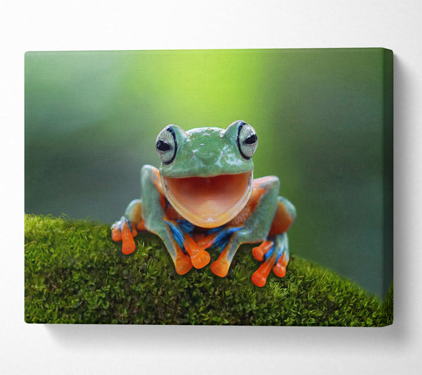 Green Frog Smile