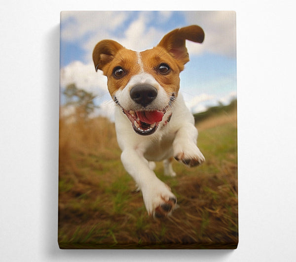 Jack Russell Jump