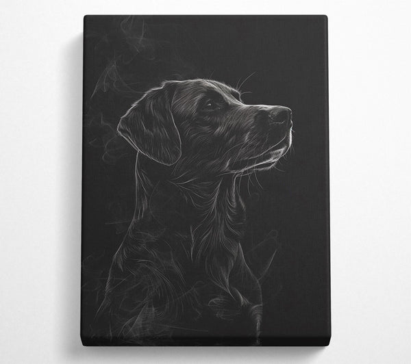 Labrador Black