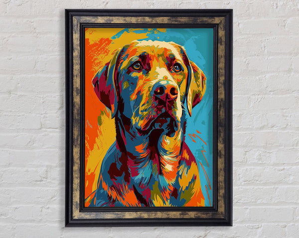 Labrador Colourful