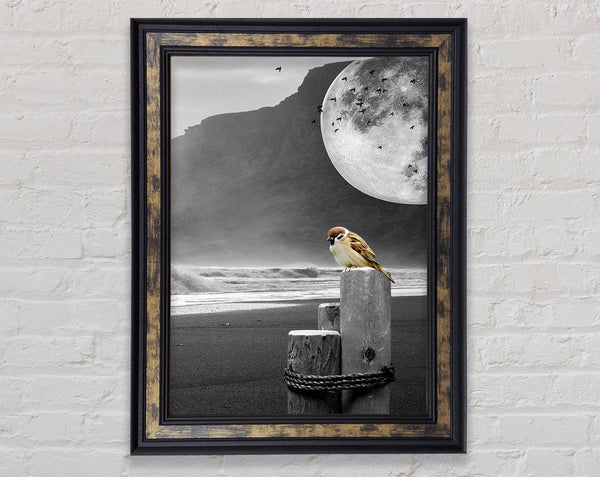 Moon Beach Bird