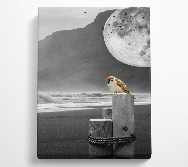 Moon Beach Bird