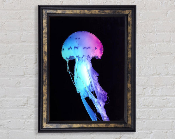 Rainbow Jellyfish