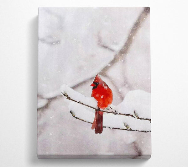 Red Cardinal Snowy