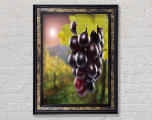 Red Grapes