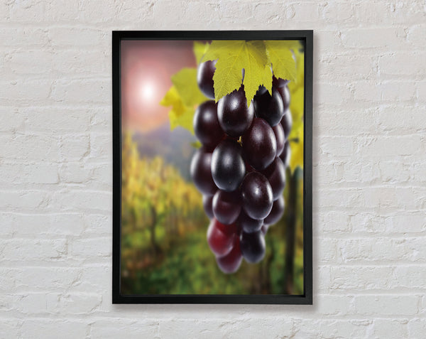 Red Grapes