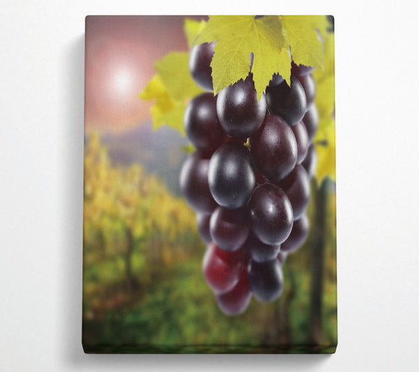 Red Grapes