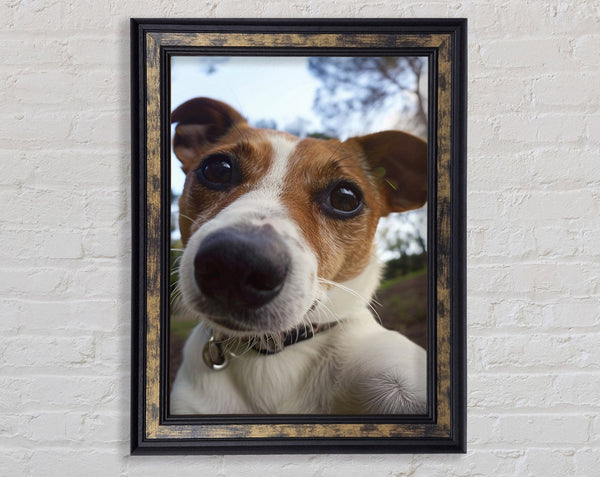 Selfie Jack Russell