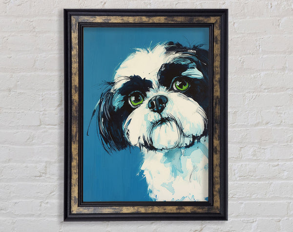 Shih Tzu Stare