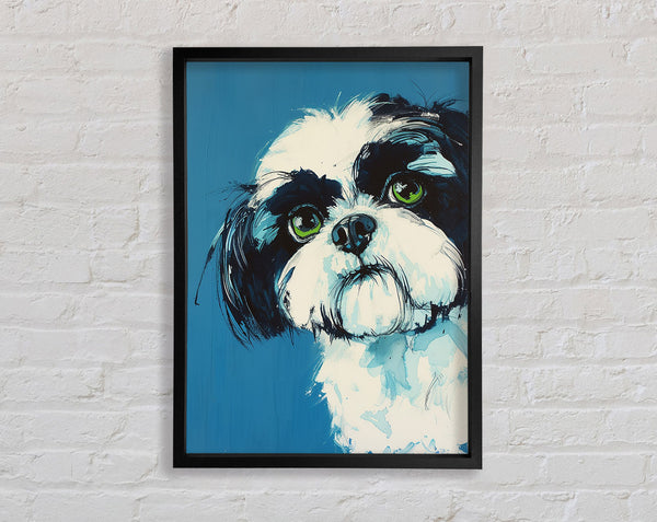 Shih Tzu Stare