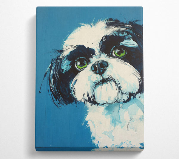 Shih Tzu Stare