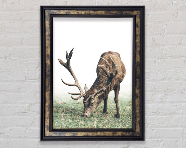 Stag Eating Grass