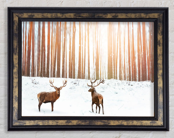 Stag Forest Snow