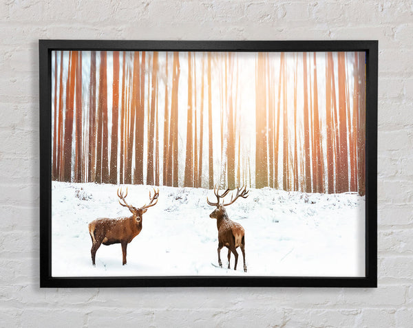 Stag Forest Snow