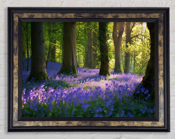 Tranquil Bluebells