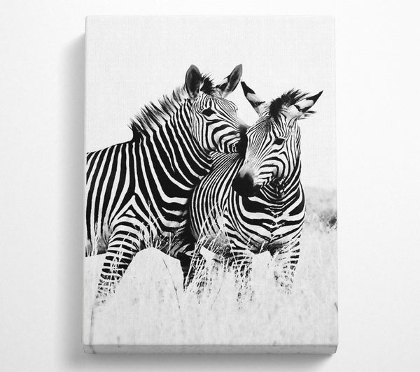 Two Zebras Together