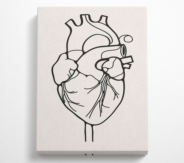 The Anatomy Of The Heart