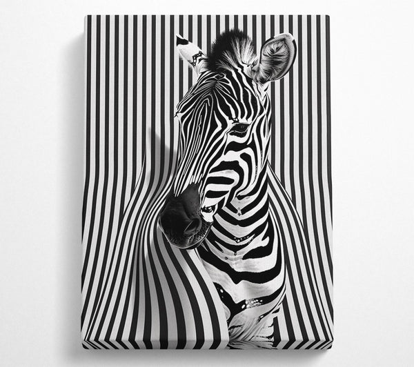 Zebra Pop