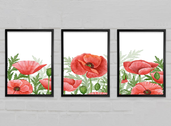 Poppies Watercolour