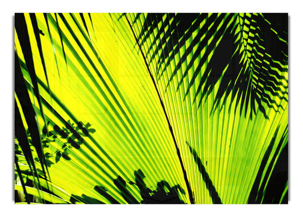 Lime Palm Tree