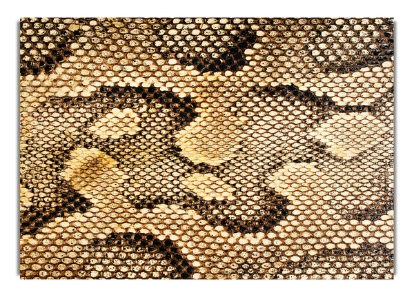 Snake Skin 1