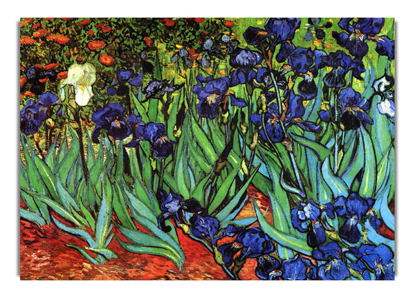 Irises [2] By Van Gogh