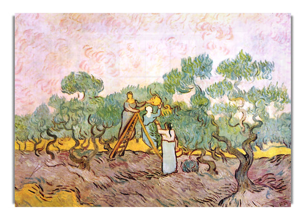 Olive Pickers By Van Gogh