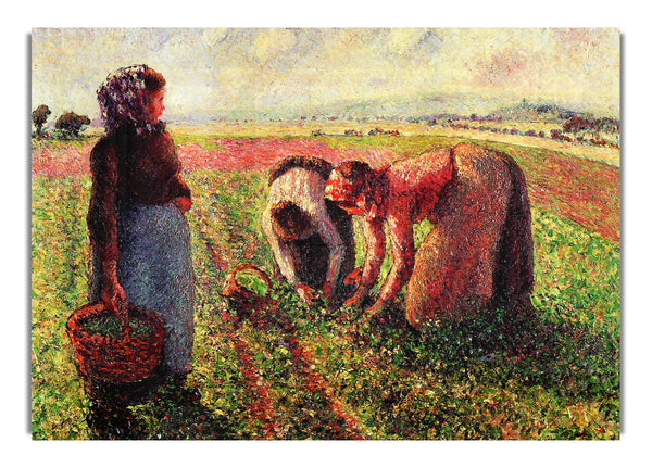 Peas Growing In Eragny By Pissarro