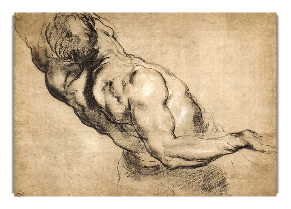 Study Of Man'S Torso By Rubens