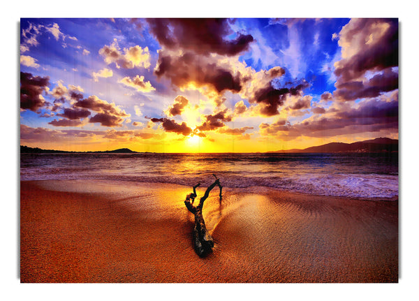 Stunning Ocean Driftwood