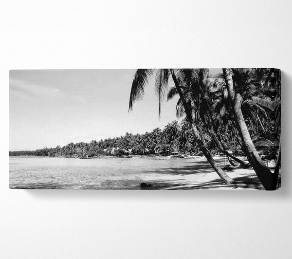 Beach Palms B n W