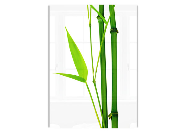 Bamboo Cane