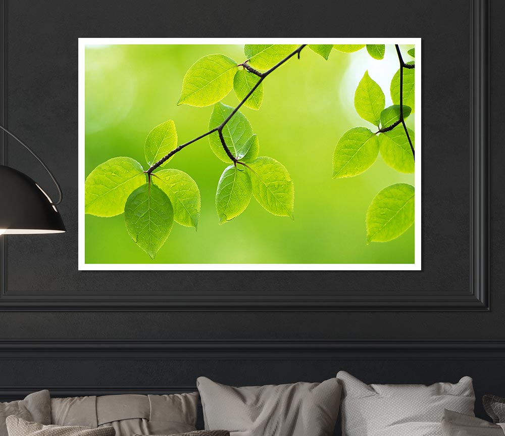 Branch With Green Leaves In The Sun Print Poster Wall Art