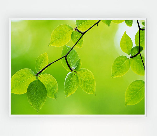 Branch With Green Leaves In The Sun Print Poster Wall Art